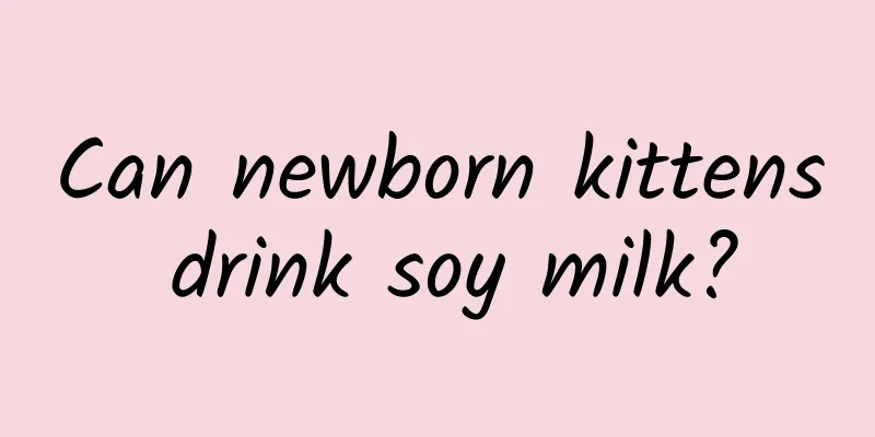 Can newborn kittens drink soy milk?