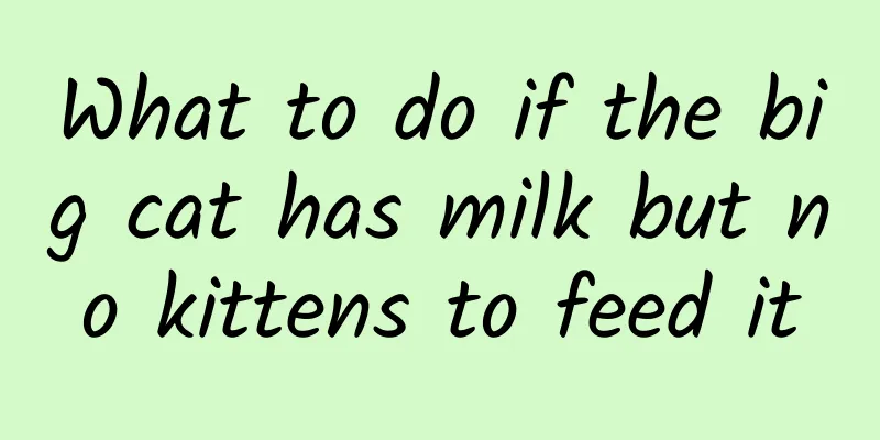 What to do if the big cat has milk but no kittens to feed it