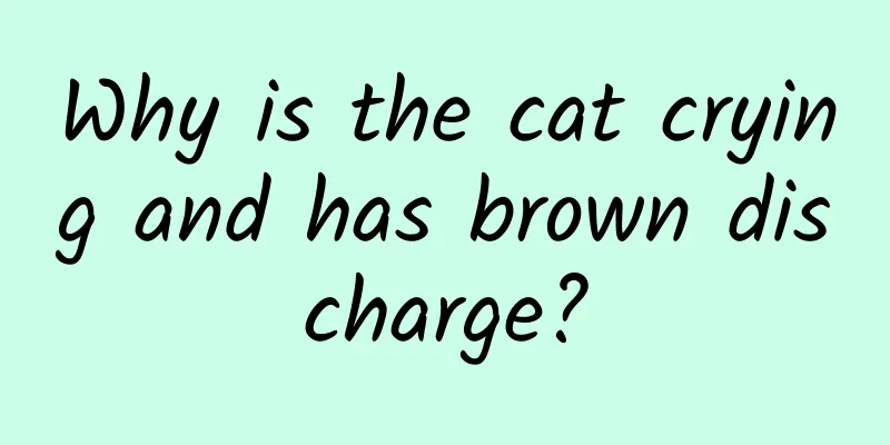 Why is the cat crying and has brown discharge?