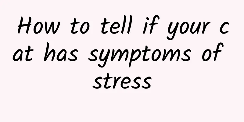 How to tell if your cat has symptoms of stress