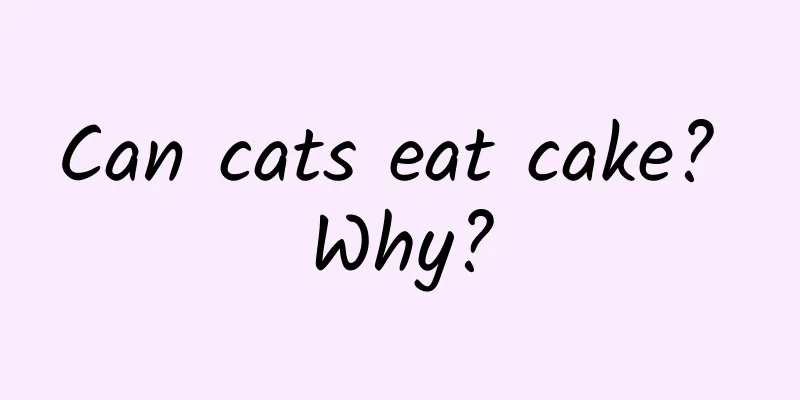 Can cats eat cake? Why?