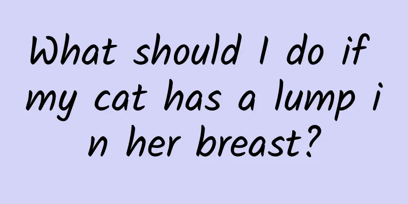 What should I do if my cat has a lump in her breast?