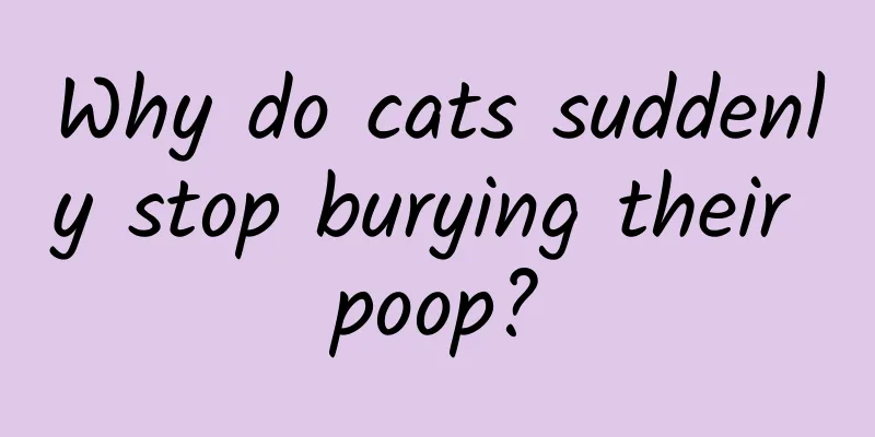 Why do cats suddenly stop burying their poop?