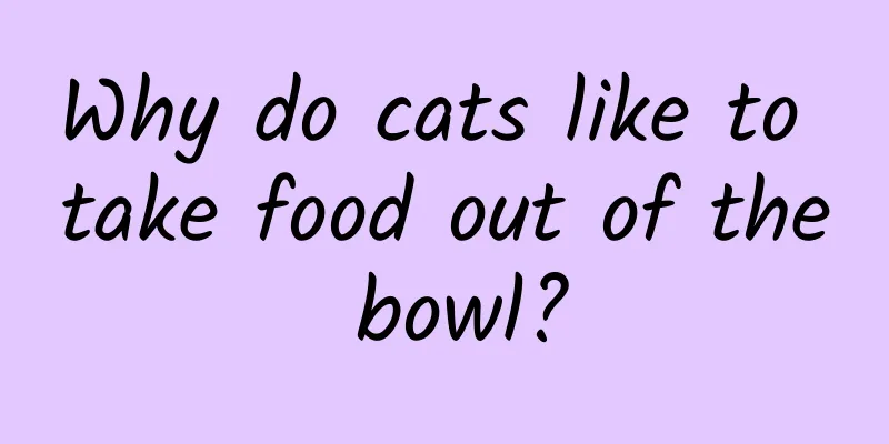 Why do cats like to take food out of the bowl?