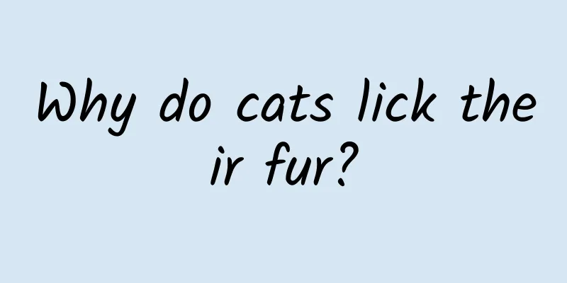 Why do cats lick their fur?