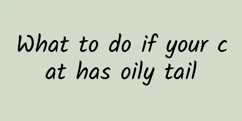 What to do if your cat has oily tail