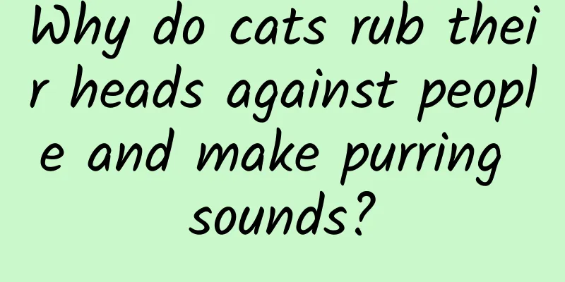 Why do cats rub their heads against people and make purring sounds?