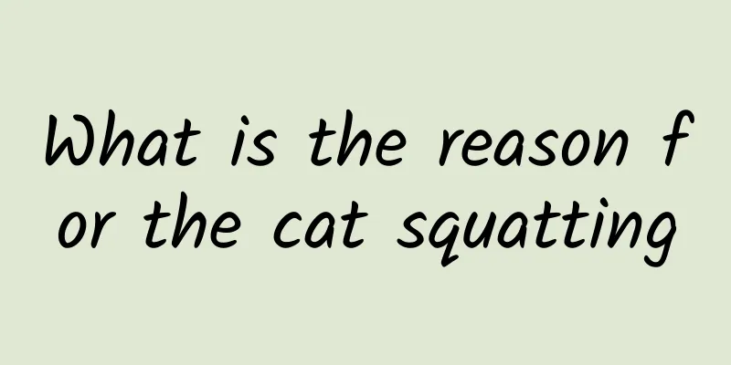 What is the reason for the cat squatting