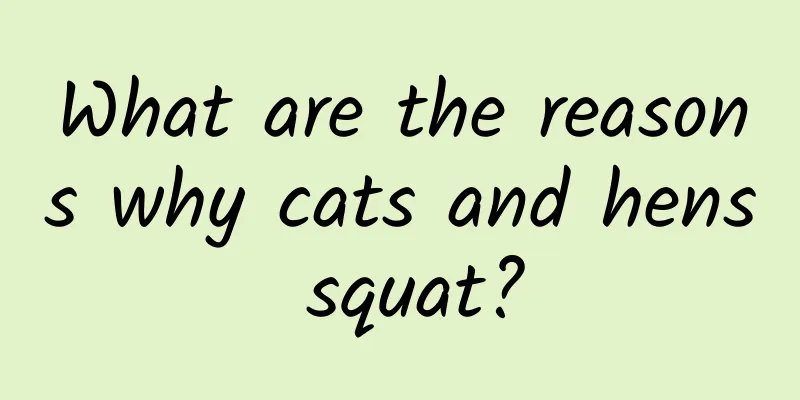 What are the reasons why cats and hens squat?