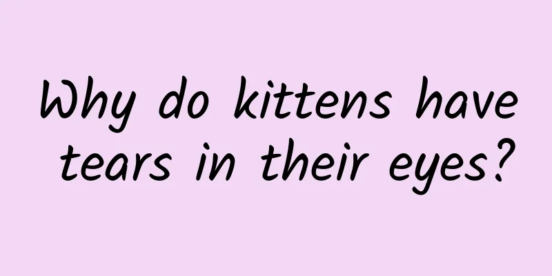 Why do kittens have tears in their eyes?