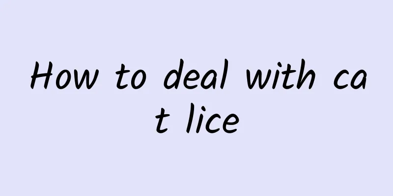 How to deal with cat lice