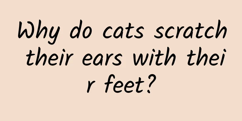Why do cats scratch their ears with their feet?