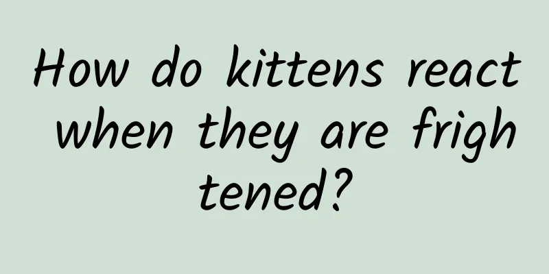 How do kittens react when they are frightened?