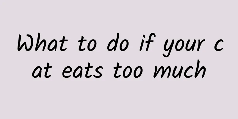 What to do if your cat eats too much