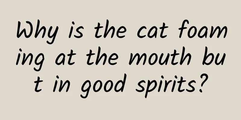 Why is the cat foaming at the mouth but in good spirits?