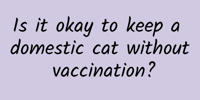 Is it okay to keep a domestic cat without vaccination?
