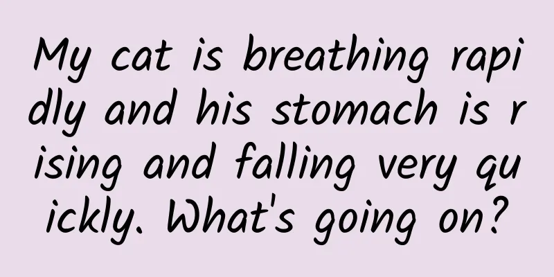My cat is breathing rapidly and his stomach is rising and falling very quickly. What's going on?