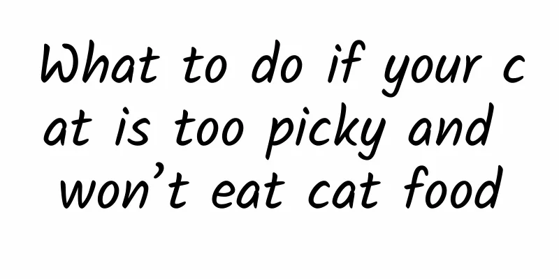 What to do if your cat is too picky and won’t eat cat food