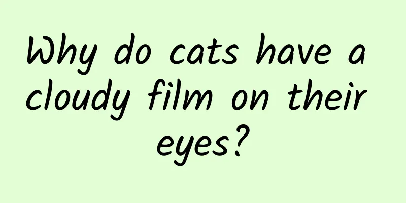 Why do cats have a cloudy film on their eyes?