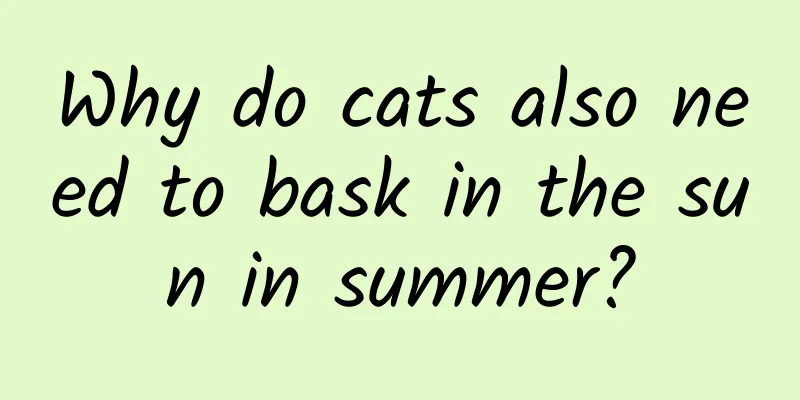Why do cats also need to bask in the sun in summer?