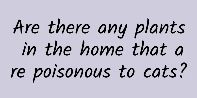 Are there any plants in the home that are poisonous to cats?