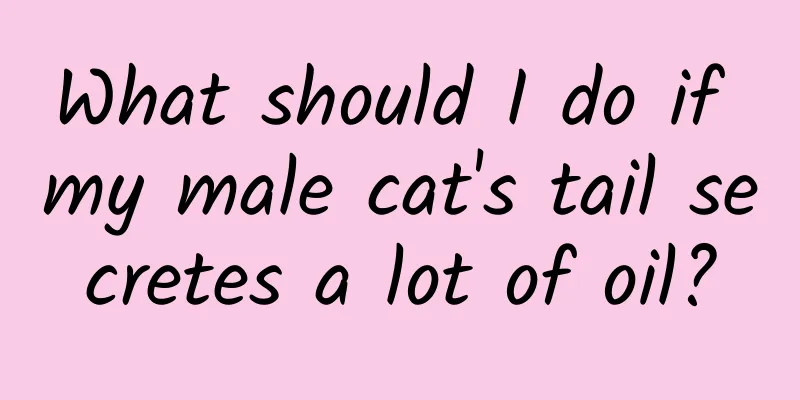 What should I do if my male cat's tail secretes a lot of oil?