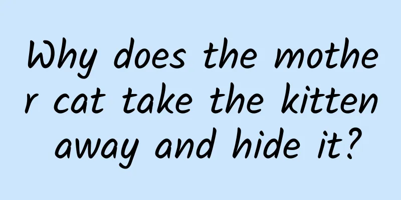 Why does the mother cat take the kitten away and hide it?