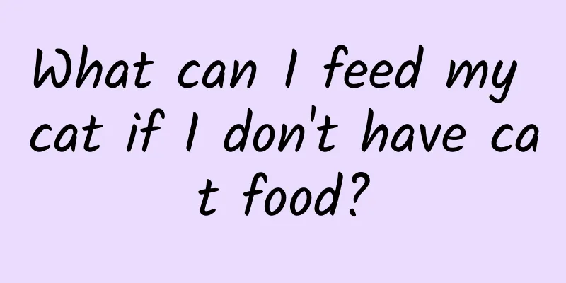 What can I feed my cat if I don't have cat food?