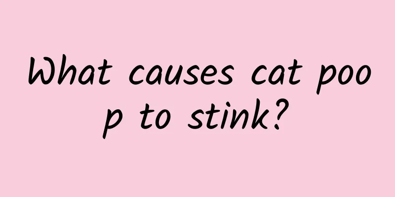What causes cat poop to stink?