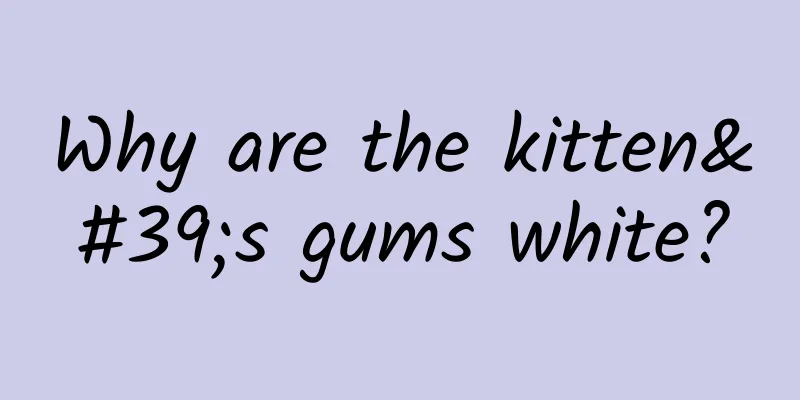 Why are the kitten's gums white?