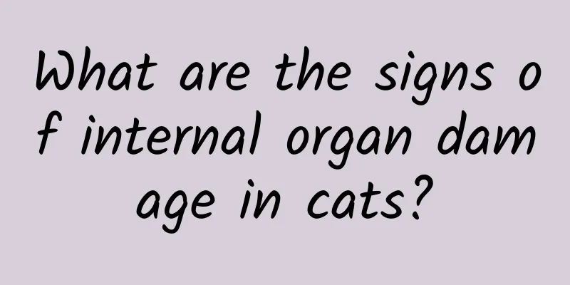 What are the signs of internal organ damage in cats?