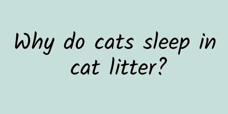 Why do cats sleep in cat litter?