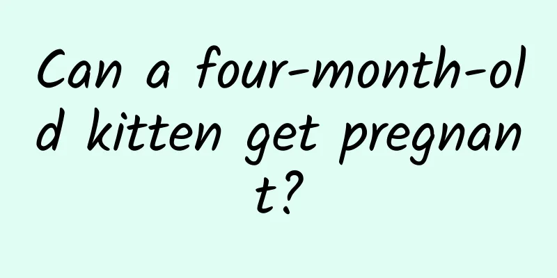 Can a four-month-old kitten get pregnant?