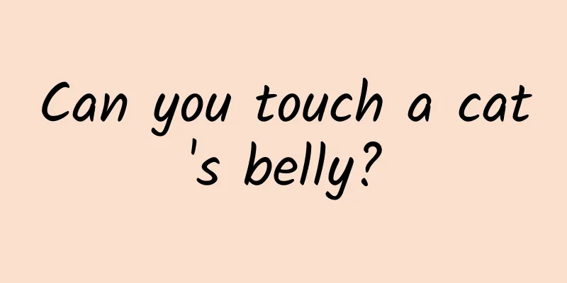 Can you touch a cat's belly?
