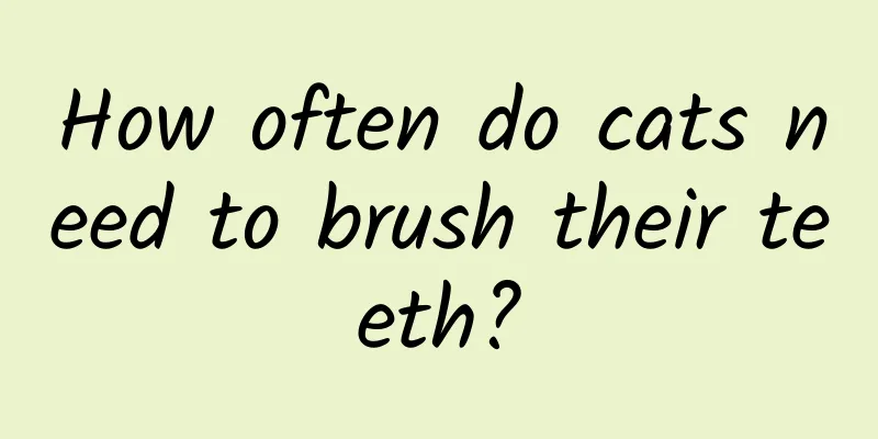 How often do cats need to brush their teeth?