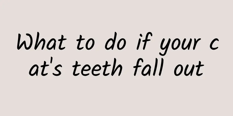 What to do if your cat's teeth fall out