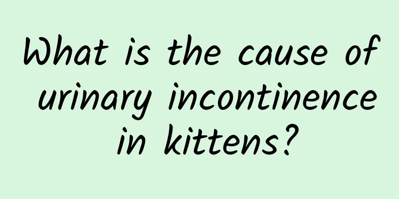 What is the cause of urinary incontinence in kittens?