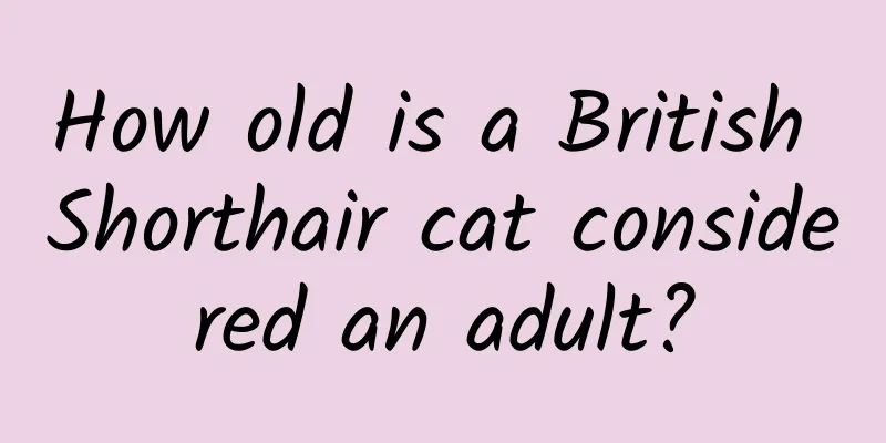 How old is a British Shorthair cat considered an adult?