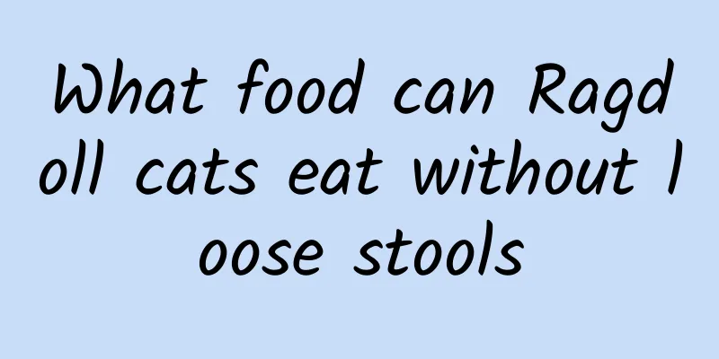 What food can Ragdoll cats eat without loose stools
