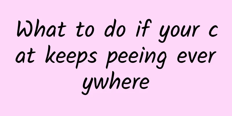 What to do if your cat keeps peeing everywhere