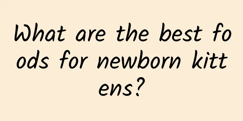 What are the best foods for newborn kittens?