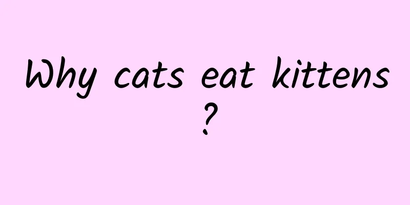 Why cats eat kittens?
