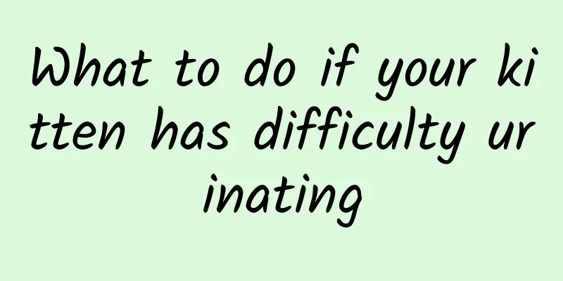 What to do if your kitten has difficulty urinating