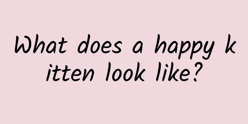 What does a happy kitten look like?