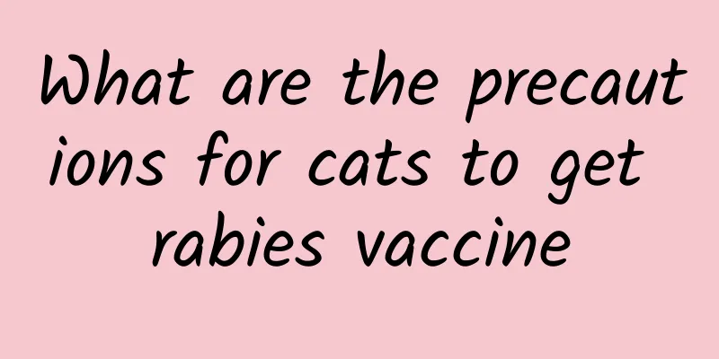 What are the precautions for cats to get rabies vaccine