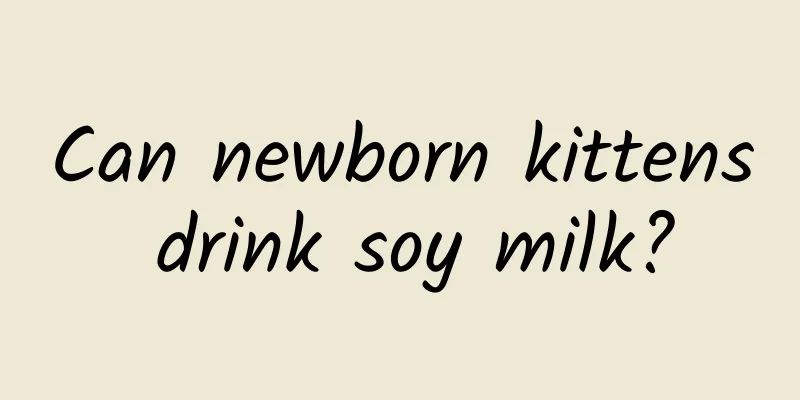 Can newborn kittens drink soy milk?