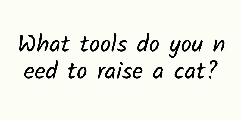 What tools do you need to raise a cat?