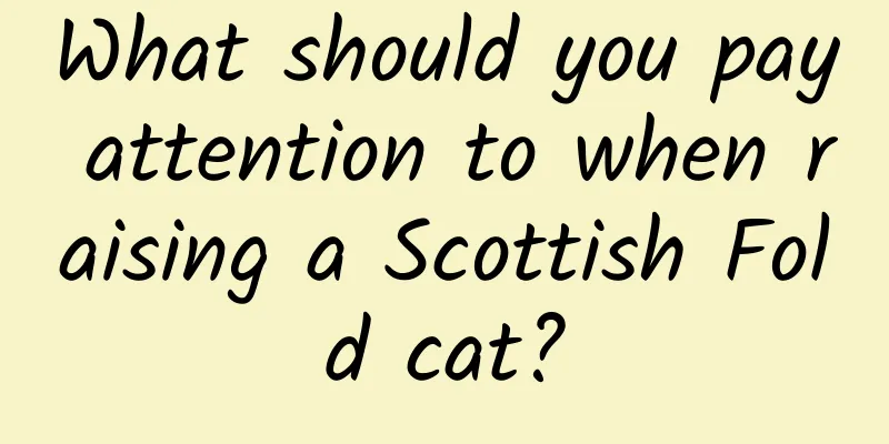What should you pay attention to when raising a Scottish Fold cat?