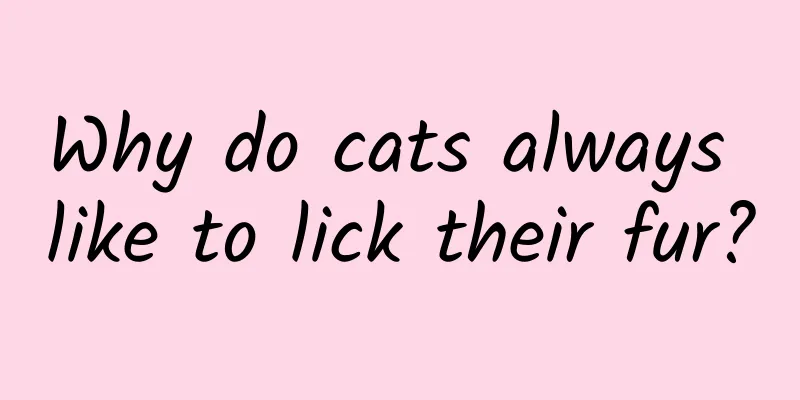 Why do cats always like to lick their fur?