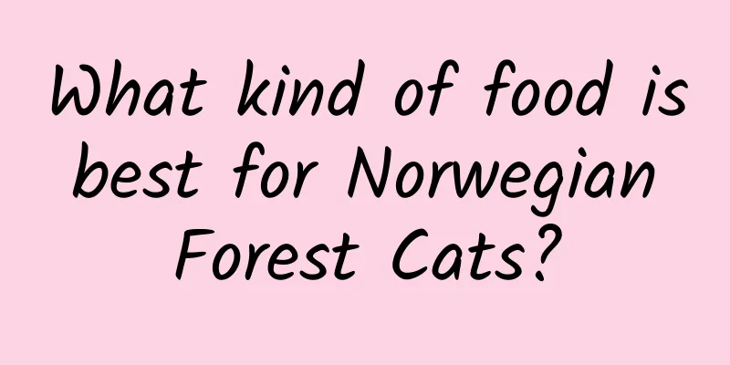 What kind of food is best for Norwegian Forest Cats?